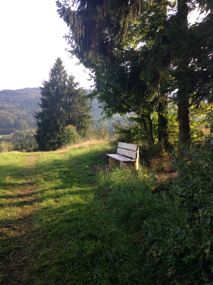 Bank forest nature