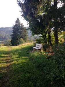 Bank forest nature