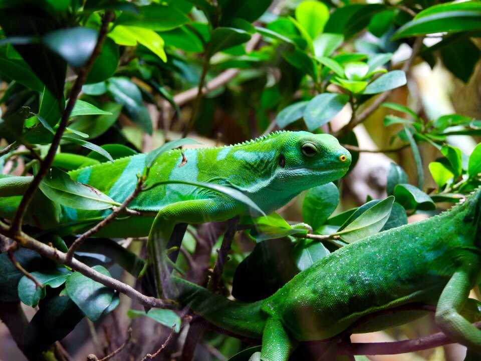 Animal chameleon wild animal photo