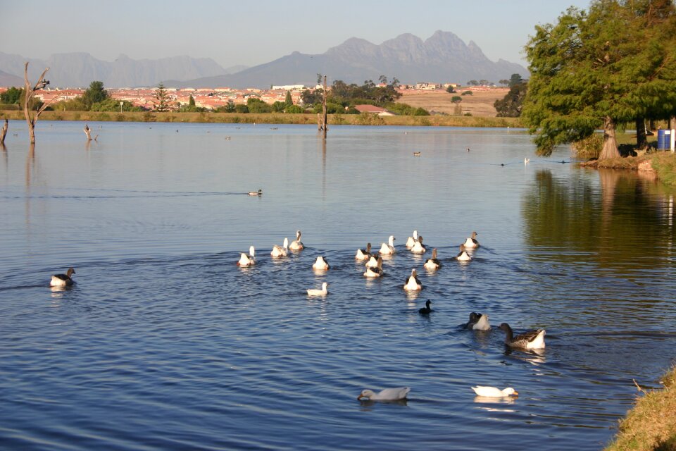 Nature outdoor duck