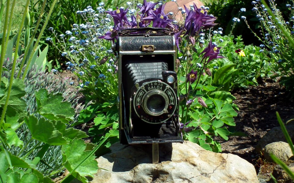 Photo lens flowers