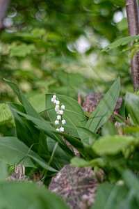 Plant nature konwalie