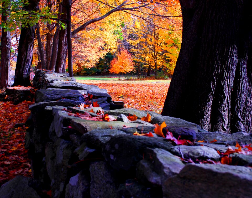 Stone wall oak tree massachusetts