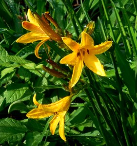 Hemerocallis flower yellow flowering photo