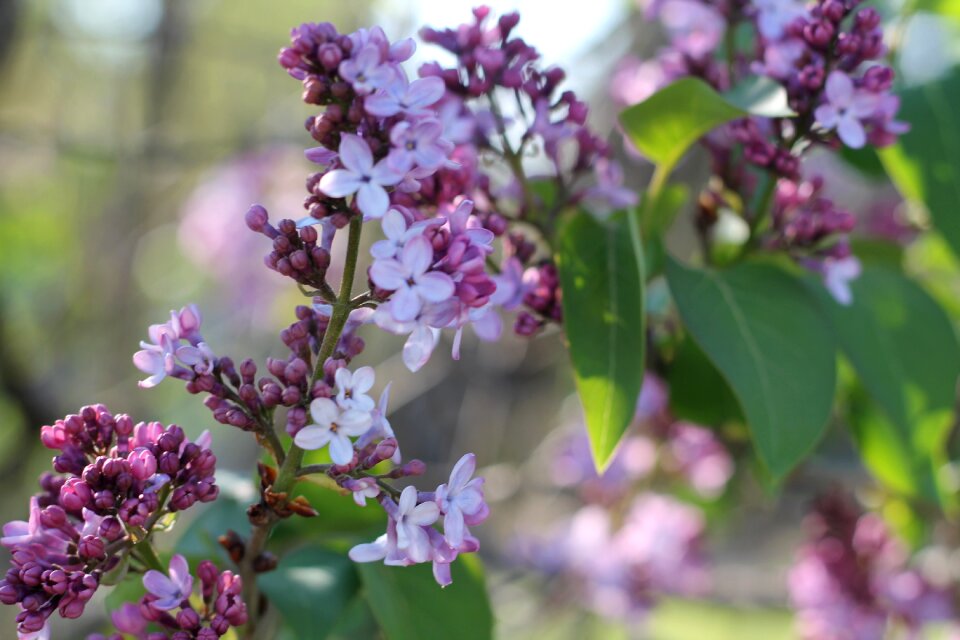 Purple plant photo