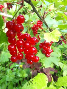 Nature organic food