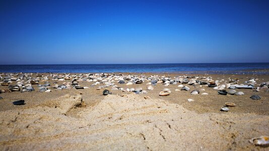 Sea mussels north sea