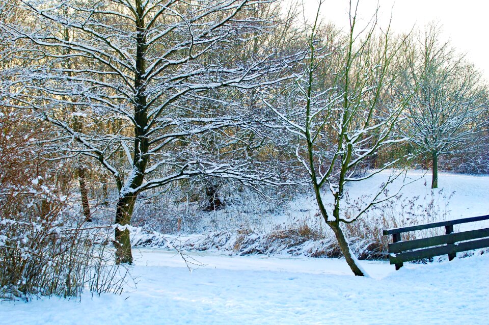 Snow fence branches