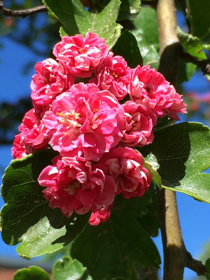 Close up flower full bloom