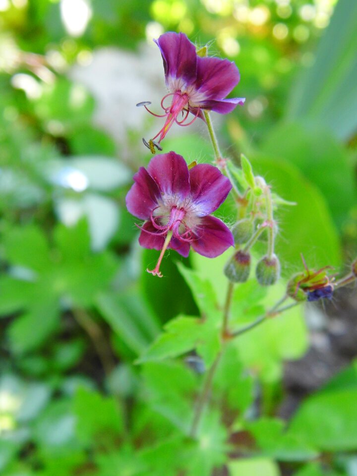 Spring plant nature purple flower