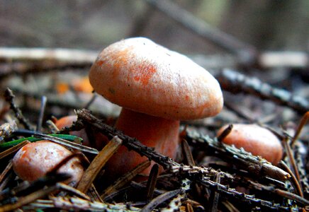 Tasty mushrooms edible mushroom