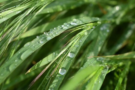 Agriculture arable growth
