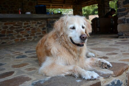 Golden retriever canine