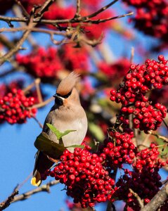 Plumage scotland outdoors