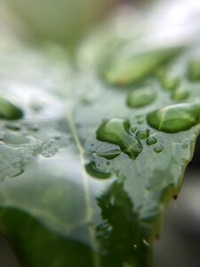 Rain water droplet