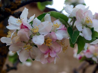 Flower nature tree photo