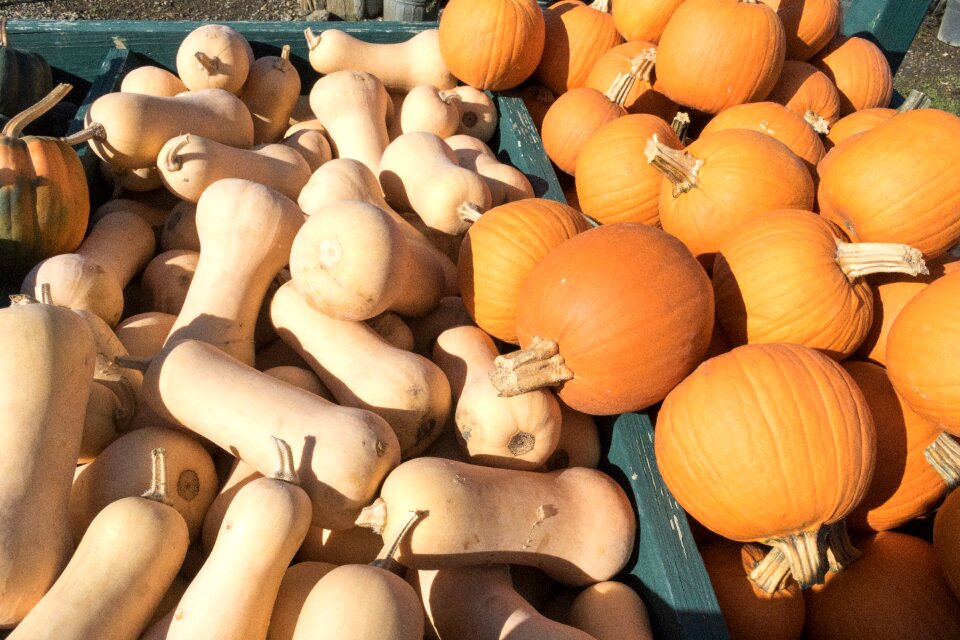 Pumpkin vegetable farming