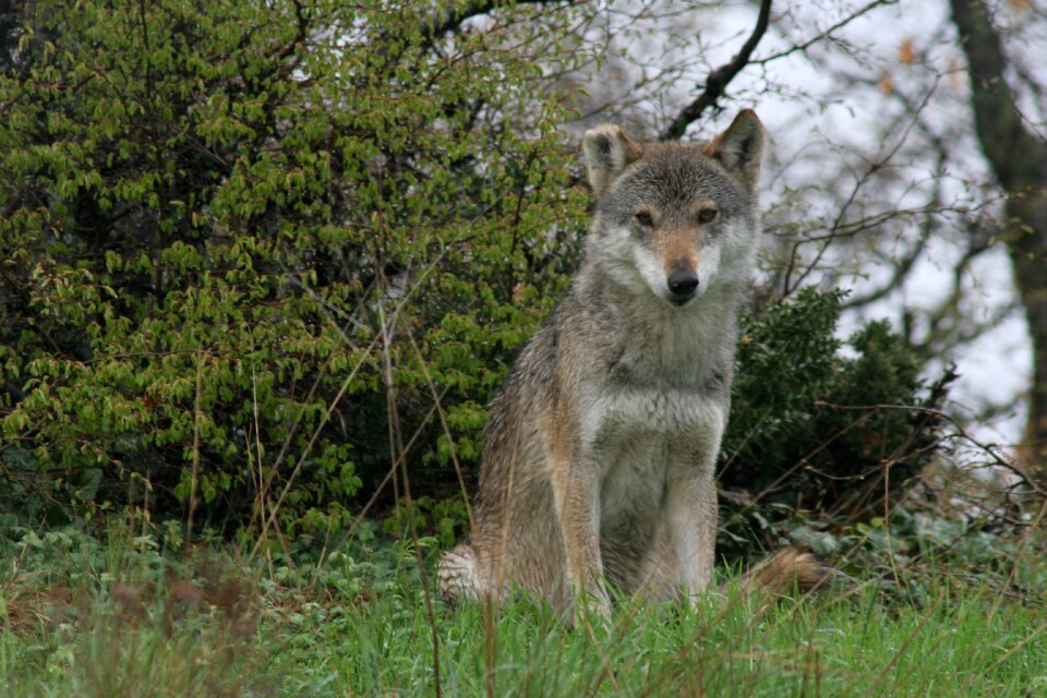 Gray wolf wild life nature