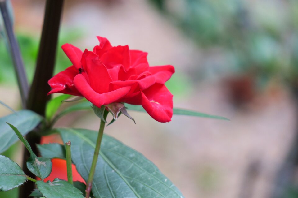 Garden leaf rose