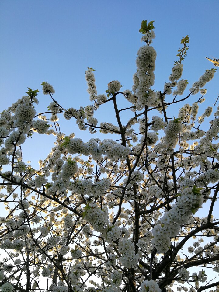 Spring white flower white flowers