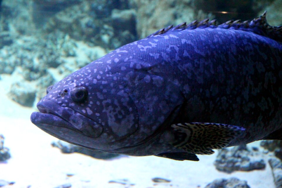 Aquarium undersea world water