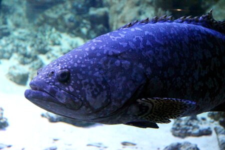 Aquarium undersea world water