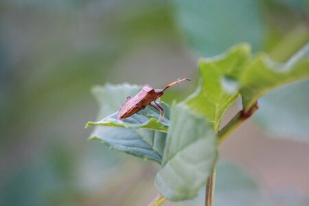 Insect nature red thumbtack