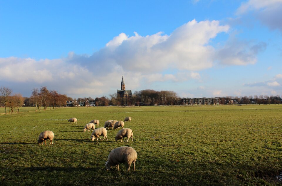 Landscape sheep Free photos