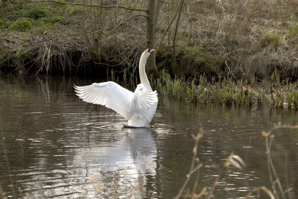 Bird wildlife nature