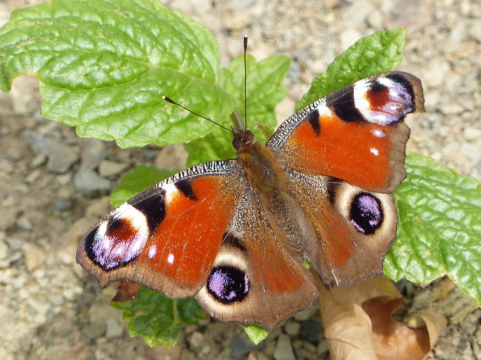 Animal colorful wing
