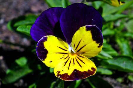 Spring garden blooming