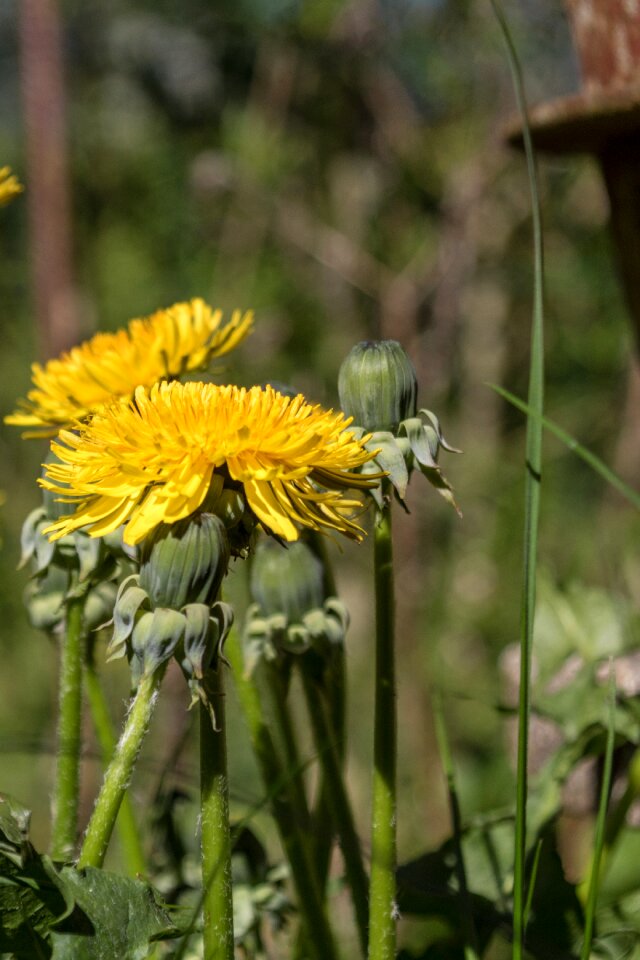 Yellow flower spring