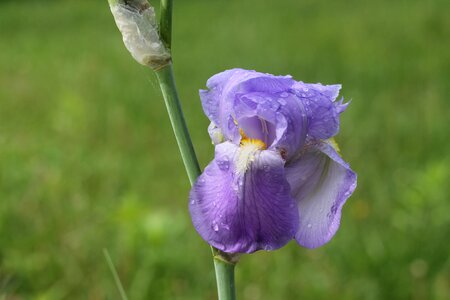 Rain wilted