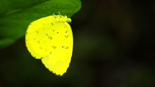 Bright nature insect