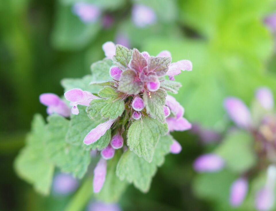 Blossom bloom nettle