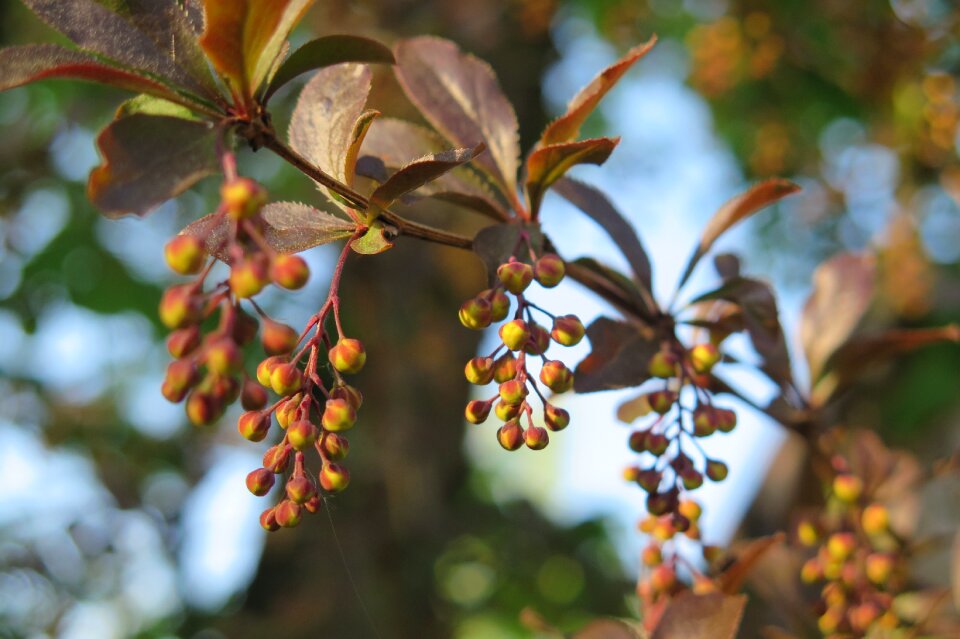 Barberry flowers Free photos