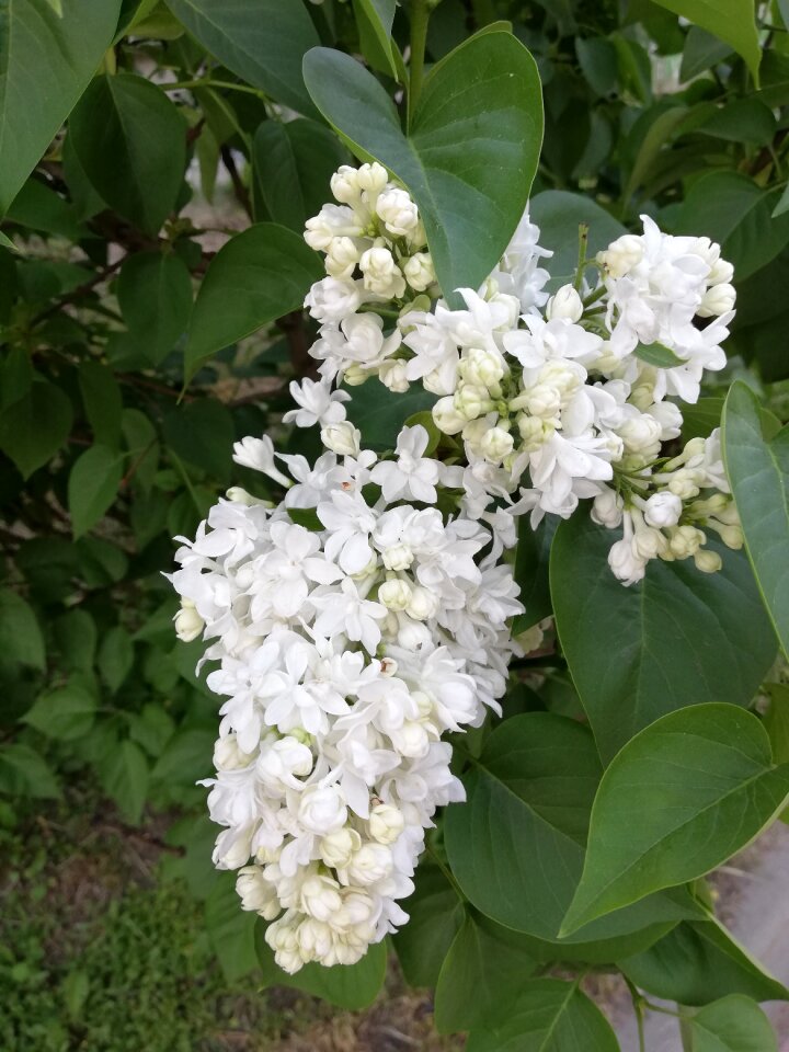 Flowers nature white