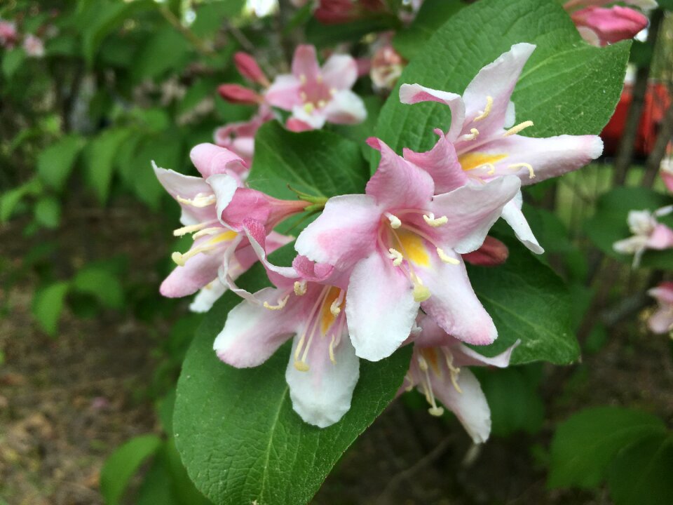 Nature full bloom spring blossoms