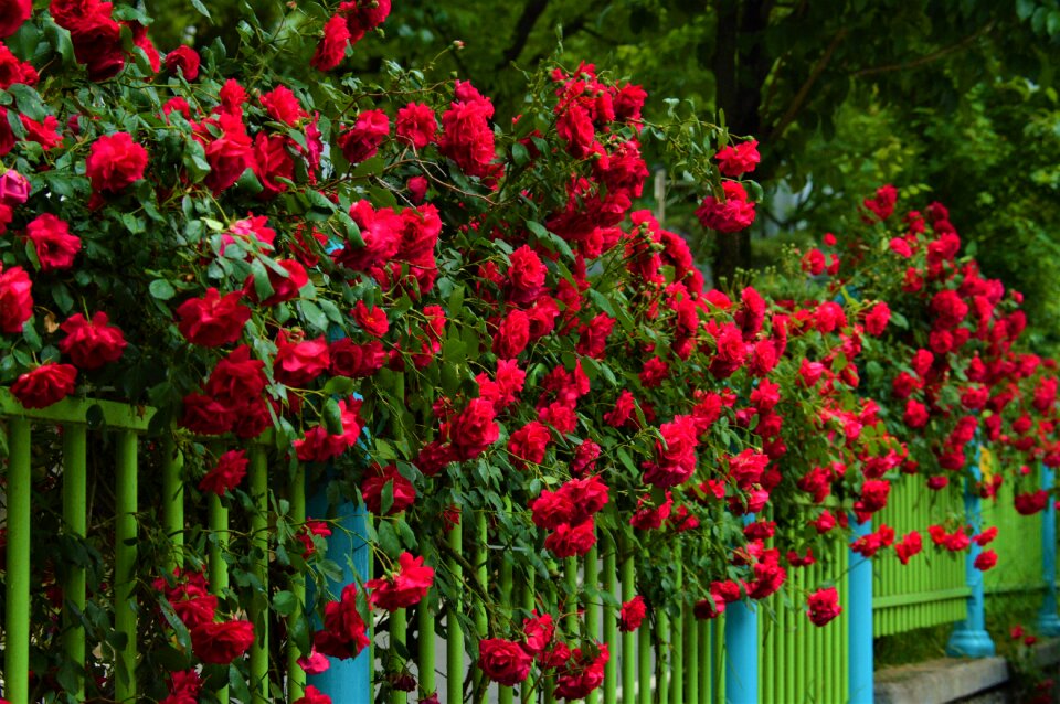 Rose nature plants