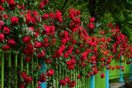 Rose nature plants