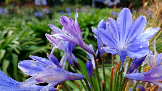 Flower lilac garden