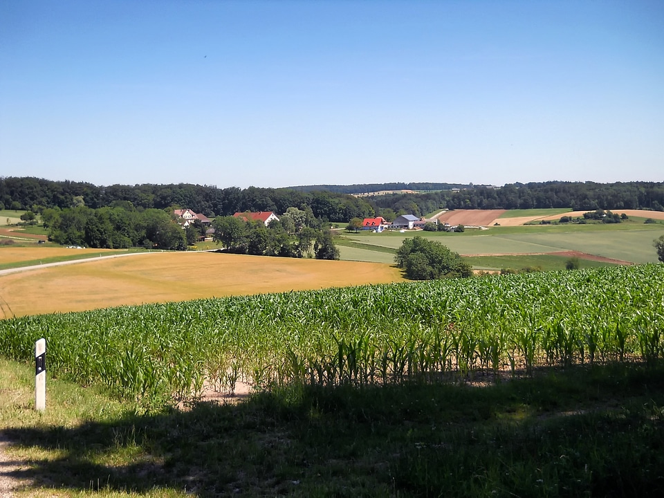 Rural corn field