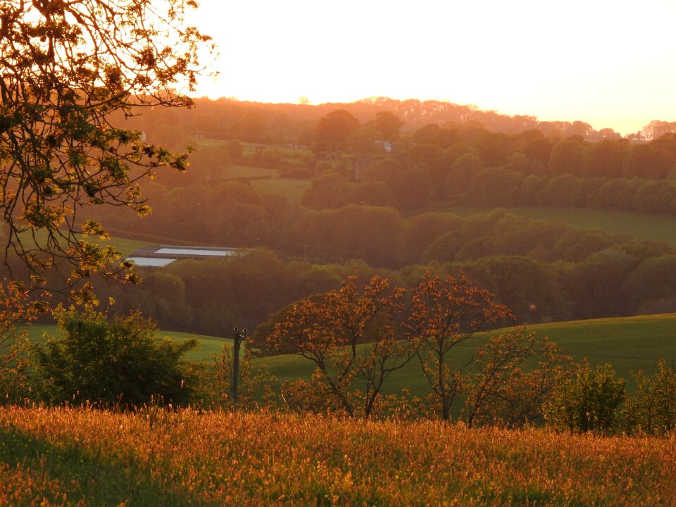 Spring landscape grass
