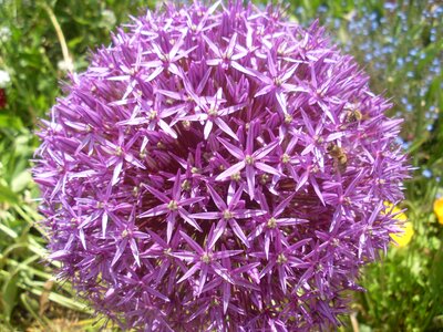 Allium close up violet