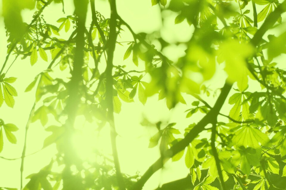 Chestnut tree nature green