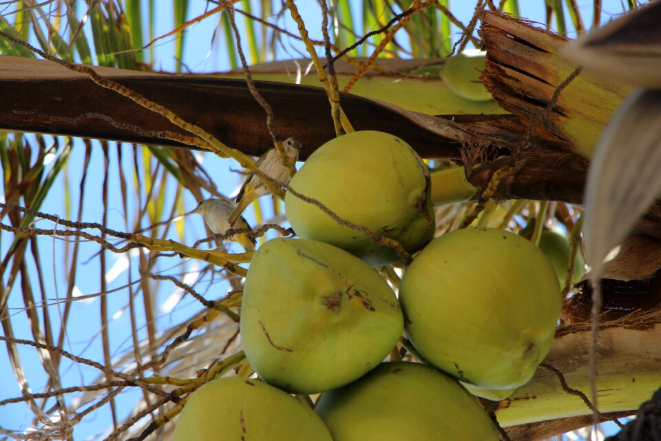Nature coco coconut tree