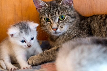 Domestic cat babies white photo