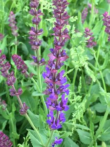 Nature plant may