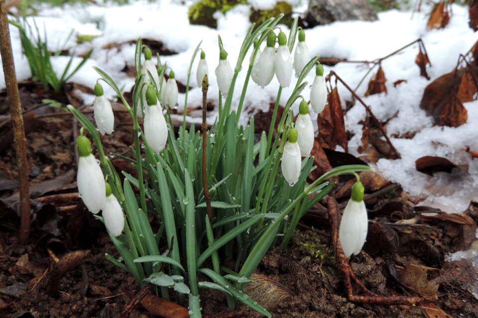 Snowdrop winter thaw