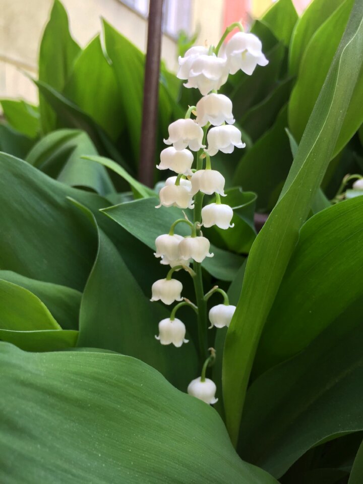 Nature flora a garden plant